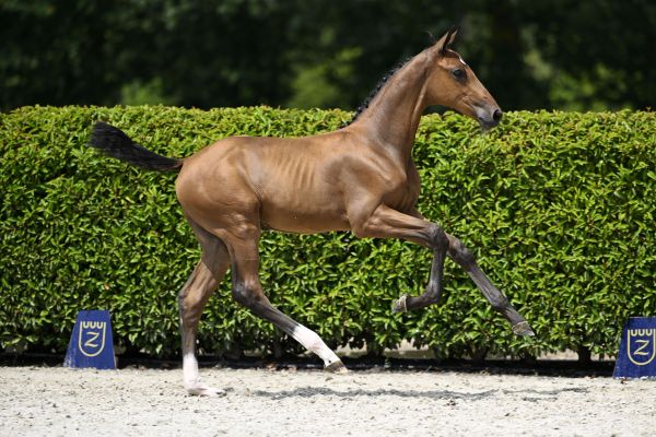 Zangersheide Online Foal Auction July - Explore the current